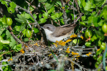 Sylvia curruca. The nest of the Lesser Whitethroat in nature.