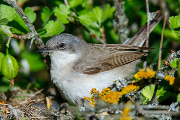 Sylvia curruca. The nest of the Lesser Whitethroat in nature.