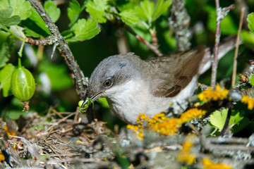 Sylvia curruca. The nest of the Lesser Whitethroat in nature.
