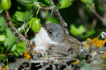 Sylvia curruca. The nest of the Lesser Whitethroat in nature.