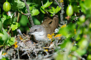 Sylvia curruca. The nest of the Lesser Whitethroat in nature.