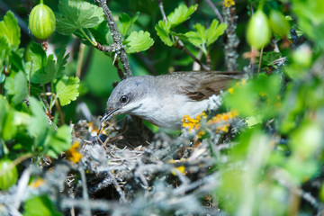 Sylvia curruca. The nest of the Lesser Whitethroat in nature.