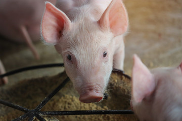 Piglet waiting feed in the farm. Pig indoor on a farm yard in Thailand. swine in the stall. Close up eyes and blur. Portrait animal.