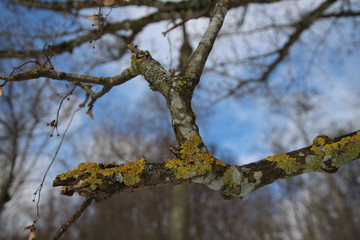 Lichens with moss
