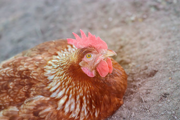 A flock of chickens waiting feed in stall at the farm. Hen indoor on a farm yard in Thailand. Close up eyes and blur background. Portrait animal. (Rhode Island Red)
