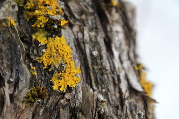 Lichens with moss