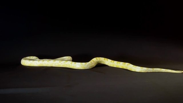 burmese python ( python molorus bivittatus)
