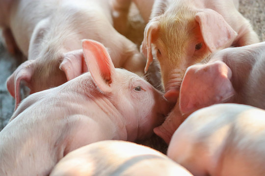 Piglet waiting feed in the farm. Pig indoor on a farm yard in Thailand. swine in the stall. Close up eyes and blur. Portrait animal.