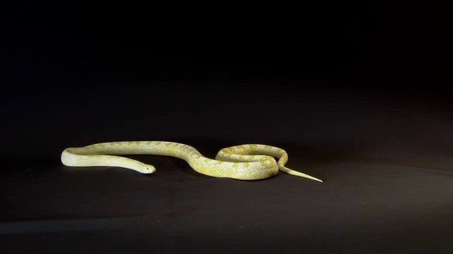 burmese python ( python molorus bivittatus)
