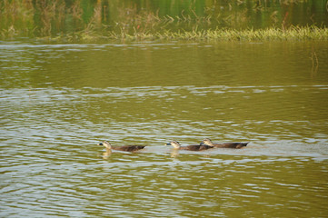 Ducks swimming on the lake in an autumn day