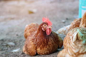 A flock of chickens waiting feed in stall at the farm. Hen indoor on a farm yard in Thailand. Close up eyes and blur background. Portrait animal. (Rhode Island Red)