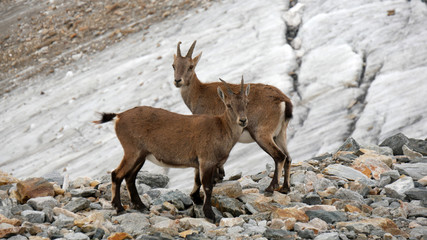 Camosci in alta montagna