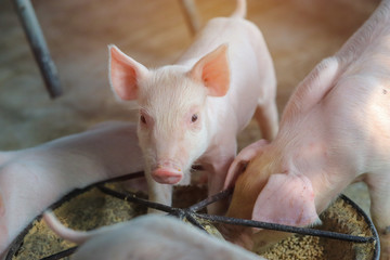 Piglet waiting feed in the farm. Pig indoor on a farm yard in Thailand. swine in the stall. Close...
