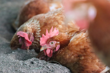 A flock of chickens waiting feed in stall at the farm. Hen indoor on a farm yard in Thailand. Close up eyes and blur background. Portrait animal. (Rhode Island Red)