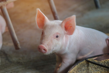 Piglet waiting feed in the farm. Pig indoor on a farm yard in Thailand. swine in the stall. Close up eyes and blur. Portrait animal.