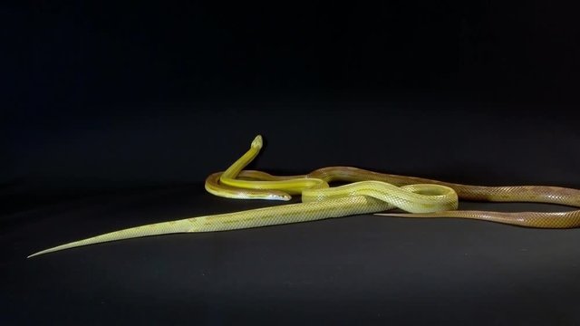 Creamsicle Corn Snake Elaphe guttata guttata isolated on black background
