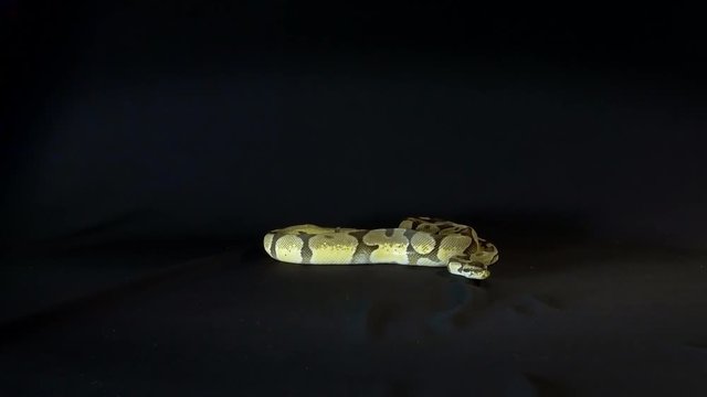 Royal or Ball Python snake, isolated on black background
