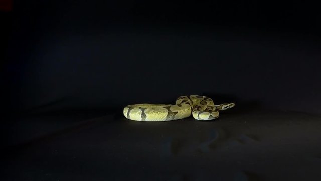Royal or Ball Python snake, isolated on black background
