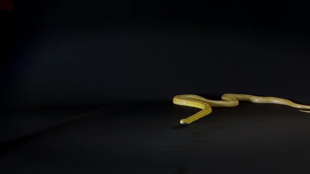 Creamsicle Corn Snake Elaphe guttata guttata isolated on black background
