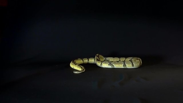 Royal or Ball Python snake, isolated on black background
