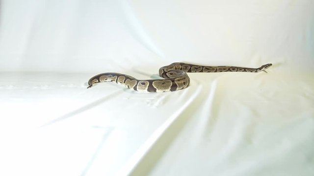 Royal or Ball Python snake, isolated on white background
