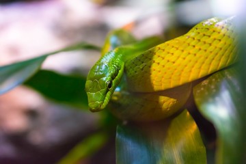 Close up of a rough green snake between leaves
