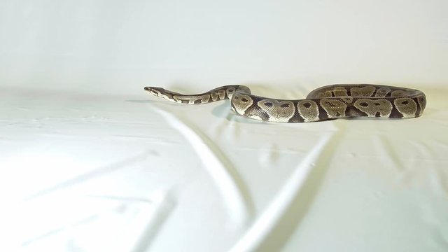 Royal or Ball Python snake, isolated on white background
