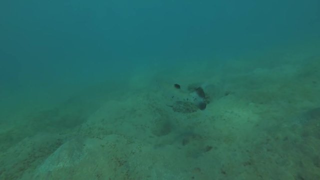 juvenile Great Barracuda (Sphyraena barracuda) swim over sandy bottom, Red sea, Marsa Alam, Abu Dabab, Egypt
