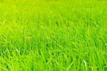 Green rice field for background texture