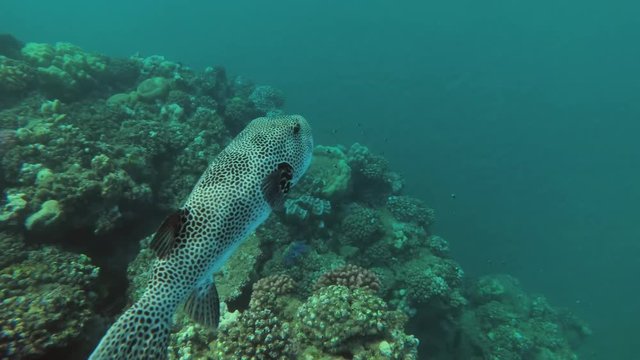 Blackspotted Puffer (Arothron stellatus) swim over coral reef, Red sea, Marsa Alam, Abu Dabab, Egypt
