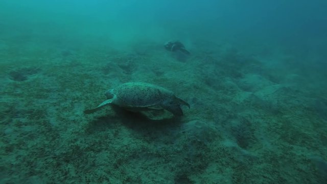 Two Green Sea Turtle (Chelonia mydas) eats the sea grass on a sandy bottom, Red sea, Marsa Alam, Abu Dabab, Egypt
