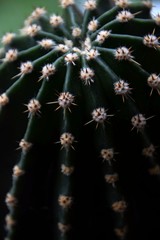 Kurze Dornen auf einem Kaktus in Nahaufnahme mit gut erkennbaren Rippen und Dornen