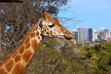 Giraffe against Sydney city view, Australia