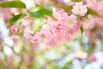 Cherry blossoms. Blooming cherry tree branch with large pink flowers. Flowering.