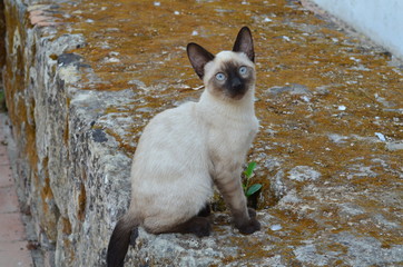 Kot © michalkucharski