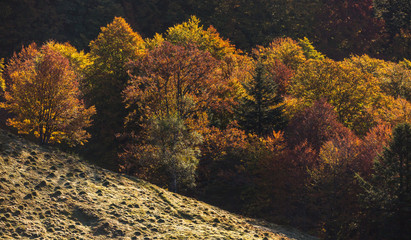 Fototapeta premium Forêt d'automne