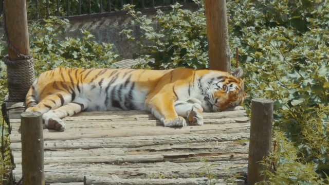 Young bengal tiger lying  on boards on  wooden bridge. Large tiger rests on a hot, sunny day. Striped Tiger close-up.