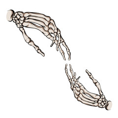 Skeleton hands. They are drawn to each other.