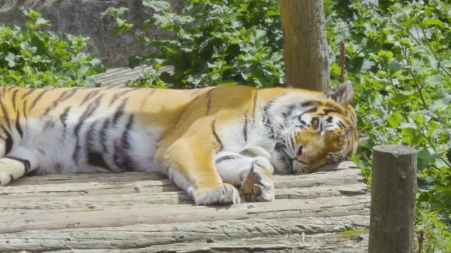 Young bengal tiger lying  on boards on  wooden bridge. Large tiger rests on a hot, sunny day. Striped Tiger close-up.