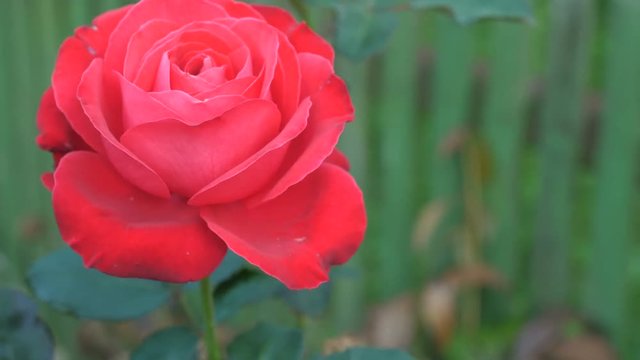 Red rose bud close up macro.