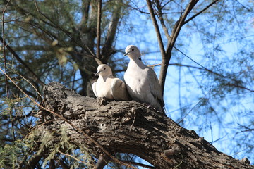 Couple de colombes sur une branche d'arbre