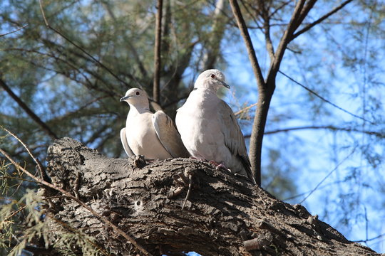 Couple de colombes sur une branche d'arbre