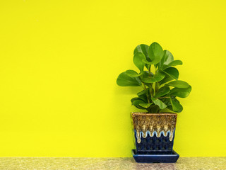 Ornamental plant in pots with yellow background.