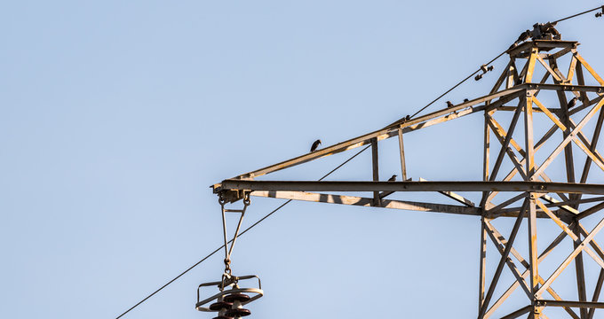 Birds (Storn) Sturnus vulgaris laid on a steel wire trellis