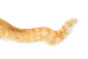 tail of a cat on white background, the tail is malformed