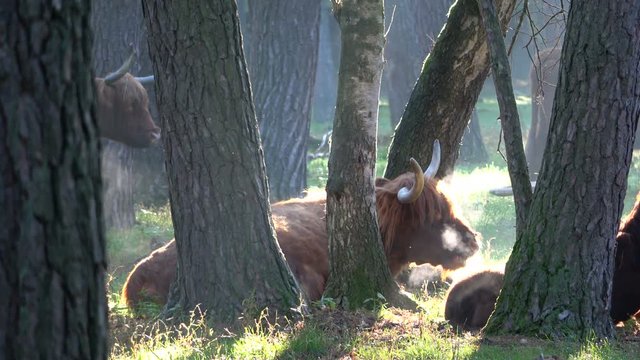 Hochlandrind, Highland Cattle, Kyloe, im Wald, Tierverhalten, Rinderherde, 4K