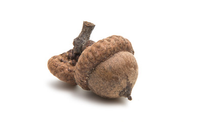 acorns isolated