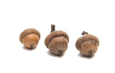 acorns isolated