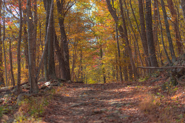 Enjoying the foliage 