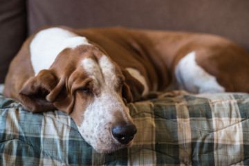 Cão Basset Hound marrom e branco com muito sono